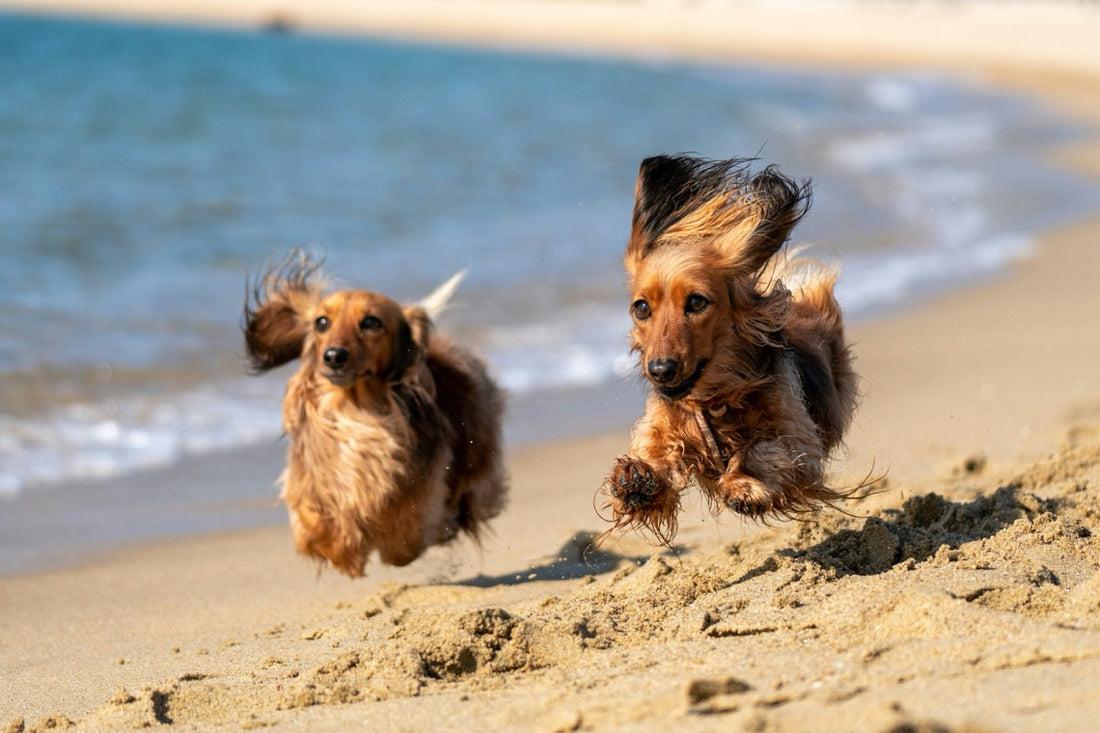 Waar mag je in Zeeland met je hond het strand op? Alle regels op een rij