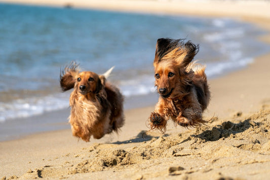 Waar mag je in Zeeland met je hond het strand op? Alle regels op een rij